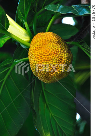 パンの木 パンの木 1856770