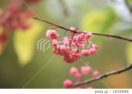 真弓 真弓 1856986