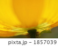 ポピー 1857039