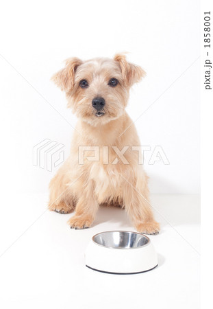 ノーフォークテリア 食事 ノーフォークテリア 食事 1858001