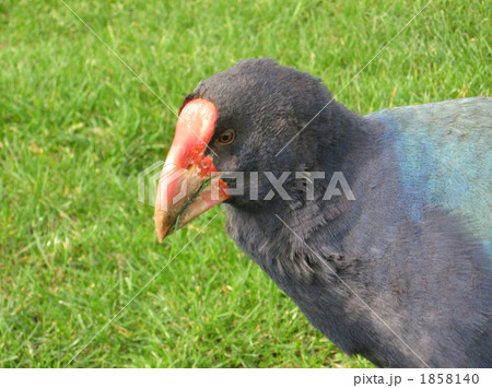 タカヘ3 タカヘ3 1858140