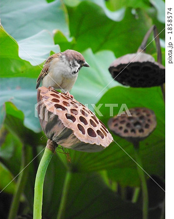 ハスの実が実りスズメの格好のエサになります ハスの実が実りスズメの格好のエサになります 1858574