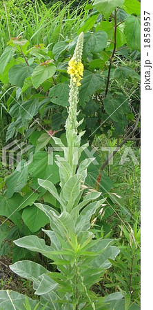 ビロードモウズイカ 1858957