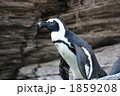 ペンギン 1859208