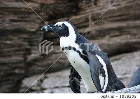 ペンギン 1859208