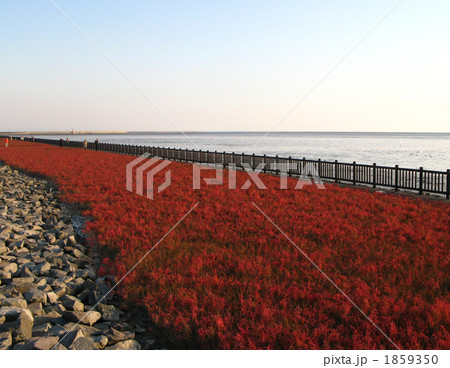 シチメンソウの紅葉 シチメンソウの紅葉 1859350