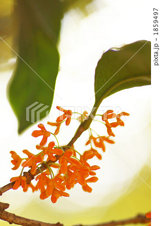 秋のかおり 1859497