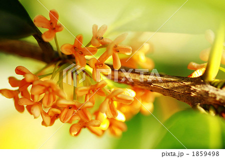 きんもくせい 1859498