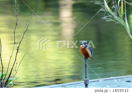 アンカーボルト上のカワセミ 1859532