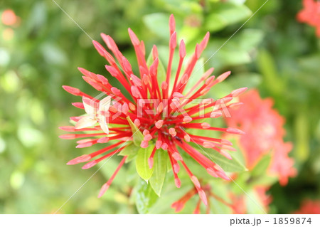 サンタンカのつぼみ 1859874