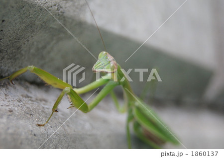 ミスター 1860137