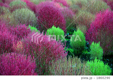 コキア(ホウキグサ) コキア(ホウキグサ) 1860290