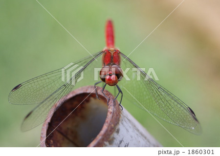 赤とんぼ 1860301