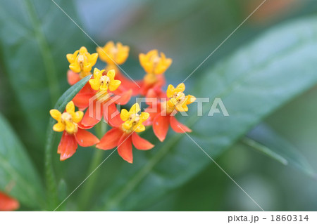 トウワタ 1860314