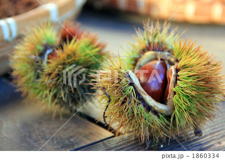 いがぐり 1860334