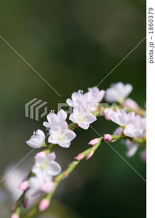 可憐な桜蓼 1860379