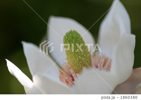 受け咲き大山蓮華 1860380