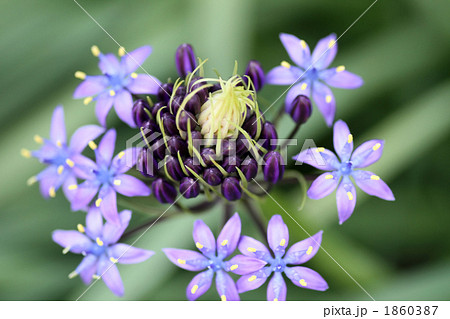 シラー・ペルビアナ 1860387