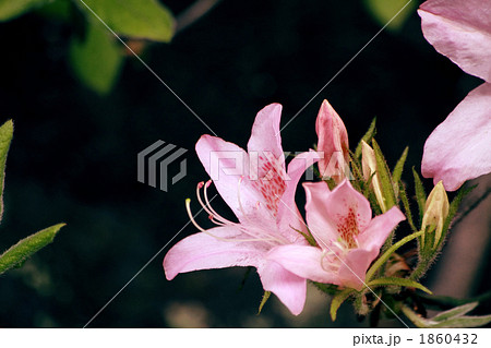 モチツツジ 1860432