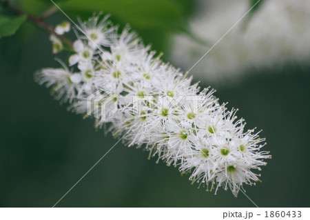 ウワミズザクラ 1860433