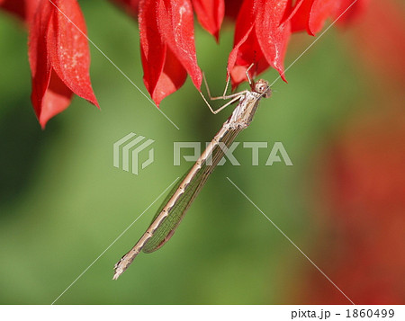 オツネントンボ 1860499