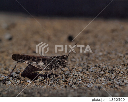 クロマバッタモドキ 1860500