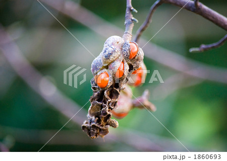 コブシの熟した実 1860693