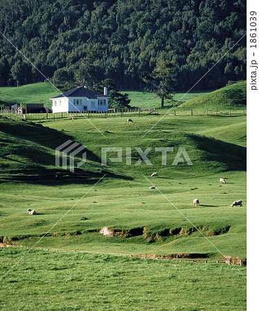 緑の牧場 1861039