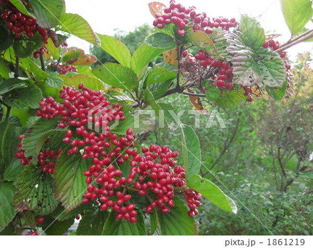 ガマズミの実 1861219