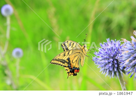 アゲハ蝶 アゲハ蝶 1861947