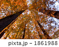 紅葉のメタセコイア 1861988