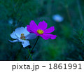 夕暮れのコスモス 1861991