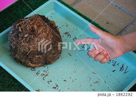 象のうんこ 1862292