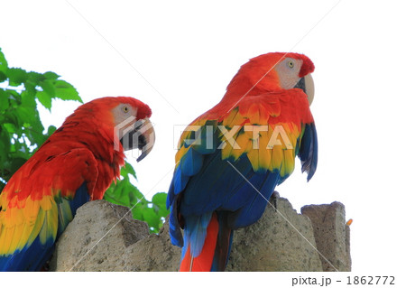 ゴコウインコ ゴコウインコ 1862772