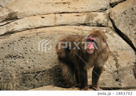 ニホンザル 1863702