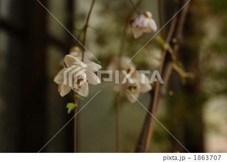 日本の庭 1863707