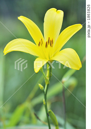 ユウスゲ 1863826