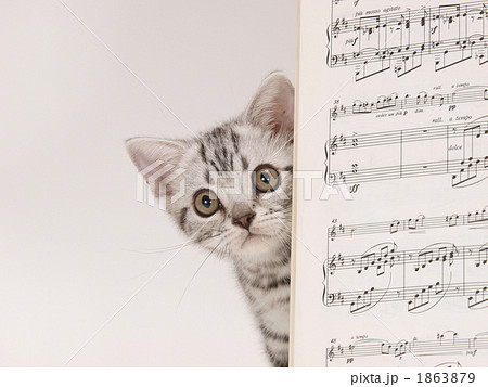 仔猫と楽譜 1863879