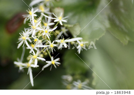 大文字草 1863948