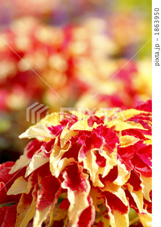 アマランサス アマランサス 1863950