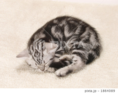 眠る仔猫 眠る仔猫 1864089