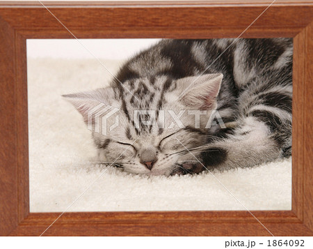 眠るアメリカンショートヘアーの仔猫 眠るアメリカンショートヘアーの仔猫 1864092