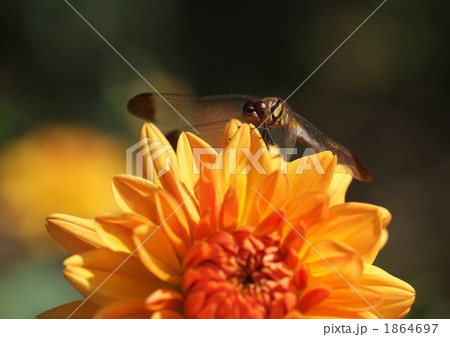 トンボとダリア_2 1864697