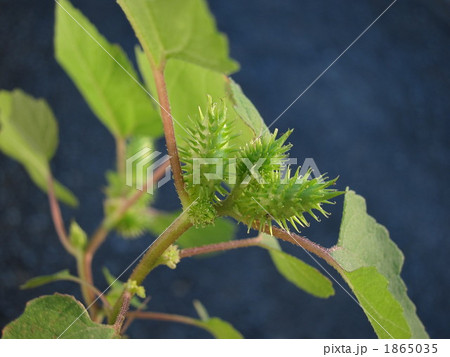 オオオナモミ オオオナモミ 1865035