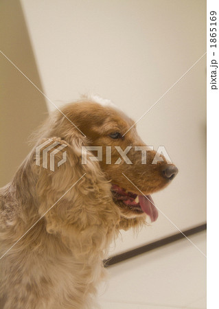 じぃ～っ 1865169