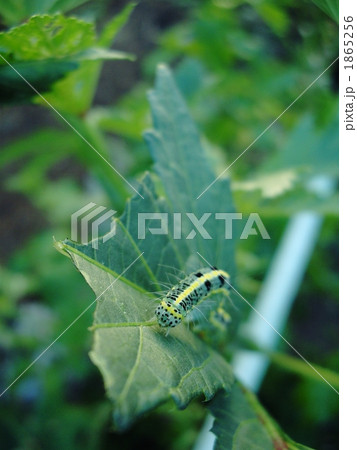 フタトガリコヤガの幼虫 フタトガリコヤガの幼虫 1865256