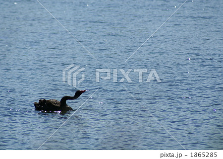 黒鳥の長～い首　お水を飲んでいる 1865285