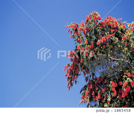 ロイヤルボタニックガーデン 1865458