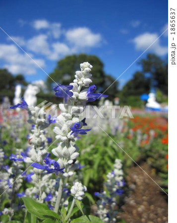 サルビア ファリナセア ストラータ サルビア ファリナセア ストラータ 1865637