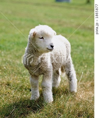 子羊 1865877